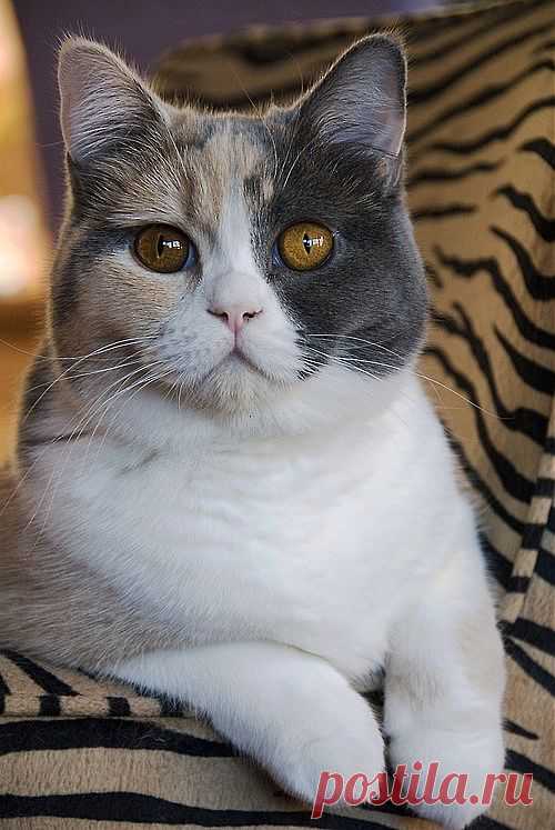 cats | kotpourri: Pico (via pocoloco)