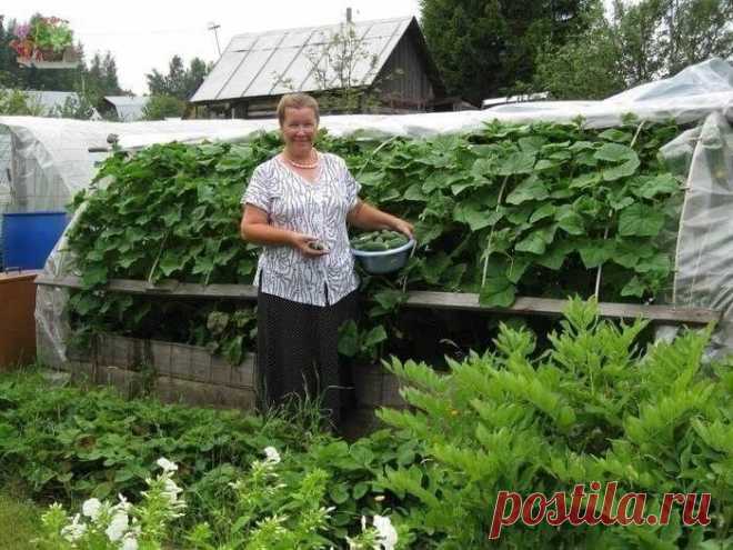 Удобрения и подкормки - минеральные и органические.