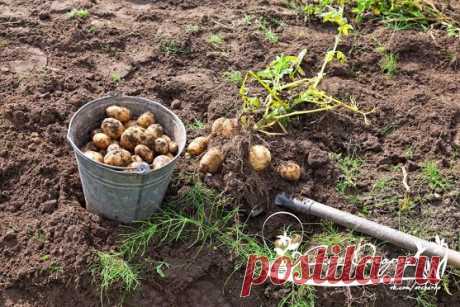 Когда копать картошку? Лето подходит к концу, и к этому времени многие…