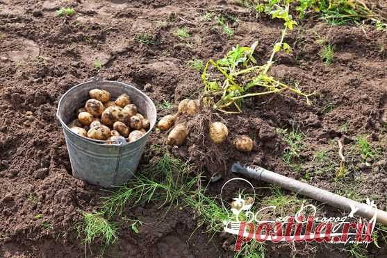 Когда копать картошку? Лето подходит к концу, и к этому времени многие…