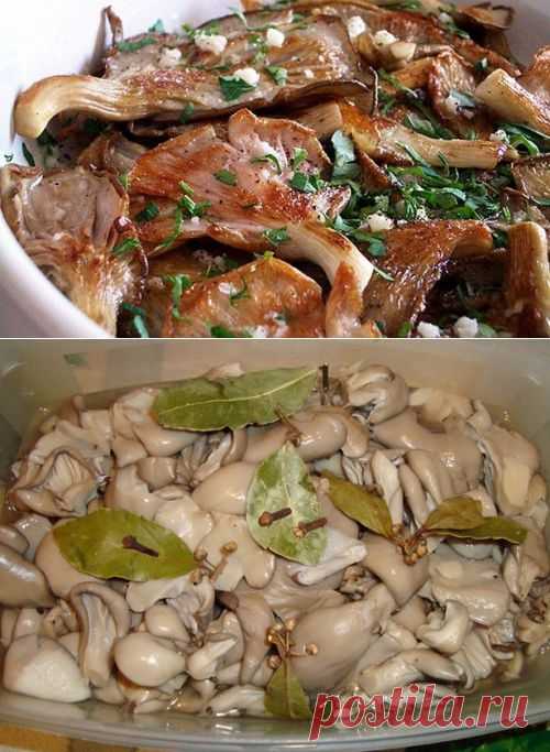 Вешенки – готовим полезные «деликатесы» / Простые рецепты