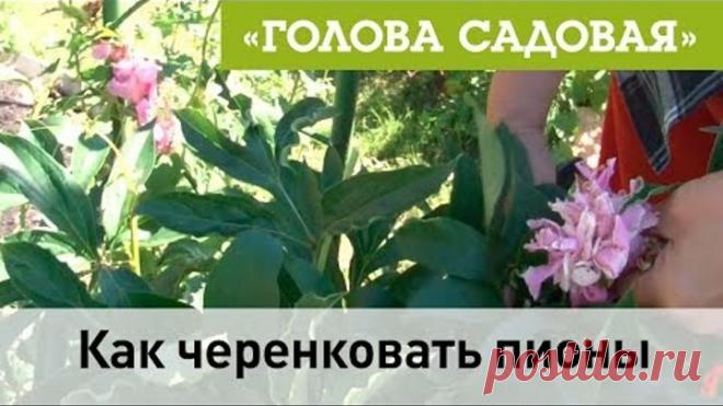 (4) Одноклассники