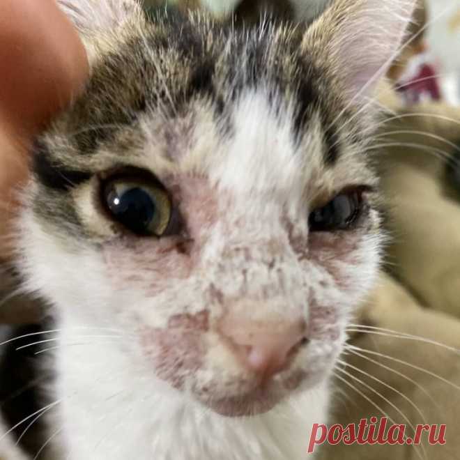 Живодерня под видом котокафе 