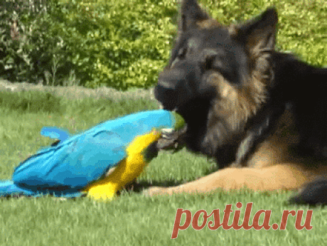 Google+