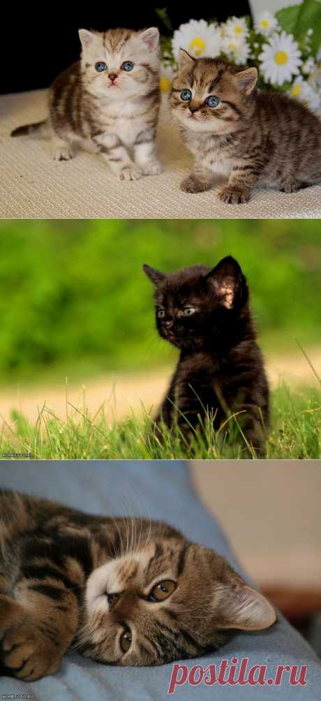 �������� ������. ���������� �� LiveInternet - ���������� ������ ������-���������