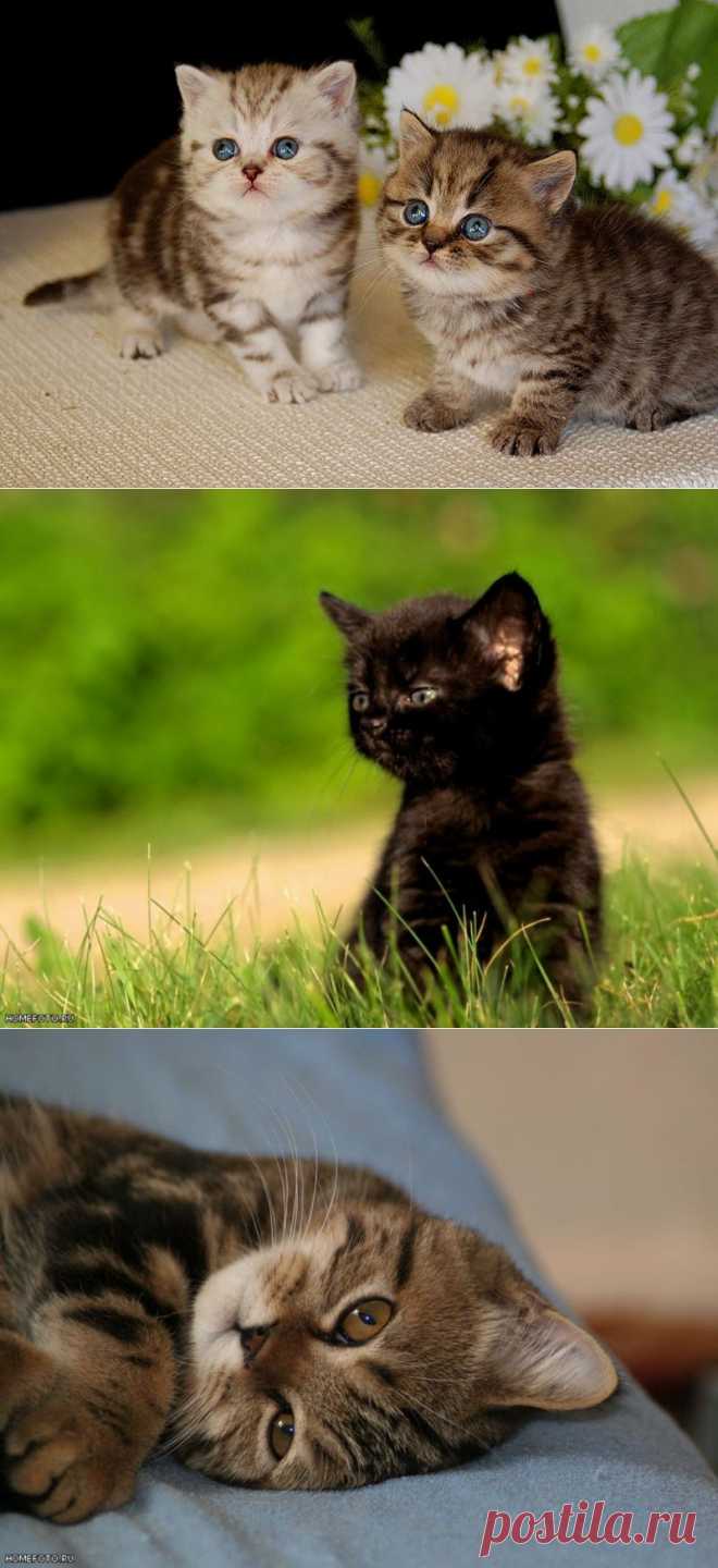 �������� ������. ���������� �� LiveInternet - ���������� ������ ������-���������