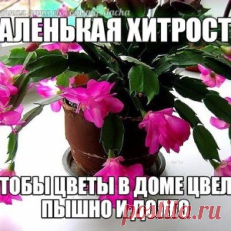 МАЛЕНЬКАЯ ХИТРОСТЬ: ЧТОБЫ ЦВЕТЫ В ДОМЕ ЦВЕЛИ ПЫШНО И ДОЛГО!