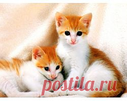 Поведение домашних кошек