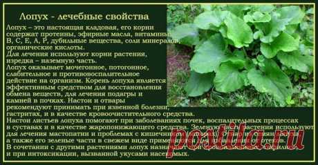 ЛОПУХ - ЭТО РОССИЙСКИЙ ЖЕНЬШЕНЬ, ЧУДО-КОРЕНЬ, ЗАПАСЫ КОТОРОГО НЕ ОГРАНИЧЕНЫ