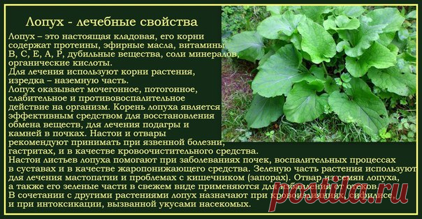 ЛОПУХ - ЭТО РОССИЙСКИЙ ЖЕНЬШЕНЬ, ЧУДО-КОРЕНЬ, ЗАПАСЫ КОТОРОГО НЕ ОГРАНИЧЕНЫ