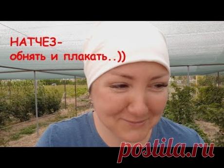 Ежевика Натчез - самое большое разочарование. Никому этот сорт не советую