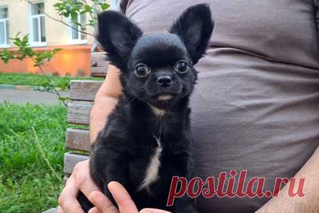 Предлагается очаровательный, игривый, ласковый, послушный мальчик чихуахуа длинношерстный. Окрас: чёрный. Красивый, правильно анатомически сложен. Вес: стандарт. Зубы; резцы 6х6, прикус норма. 00 в наличие. На все вопросы отвечу, звоните! 89998400244 Посмотрите других щенков на сайте питомника