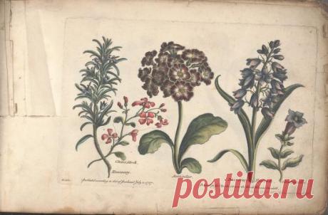 The florist, or, An extensive and curious collection of flowers, for the imitation of young ladies, either in drawing or in needle?workby A. Heckle. : Heckel, Augustin, : Free Download, Borrow, and Streaming : Internet Archive