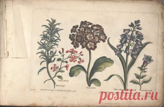 The florist, or, An extensive and curious collection of flowers, for the imitation of young ladies, either in drawing or in needle?workby A. Heckle. : Heckel, Augustin, : Free Download, Borrow, and Streaming : Internet Archive