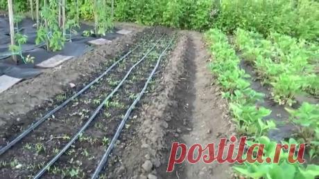 Капельный полив своими руками.Автоматизация полива. Вопрос о капельном поливе мучает многих! Стоит не стоит?! Могу сказать однозначное Да! Дело того стоит!!!На самом деле с такими минимальными вложениями, выго...