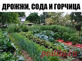 Огороду пригодится: дрожжи, сода и горчица
