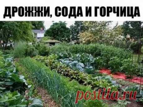 Огороду пригодится: дрожжи, сода и горчица