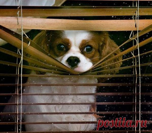 Позитивные картинки (30 фото) » Клопик.КоМ - сайт любителей животных