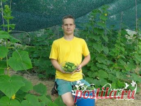 Основные заблуждения дачников.