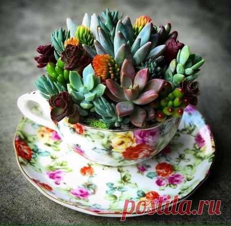 Идеи композиций из суккулентов в чашках