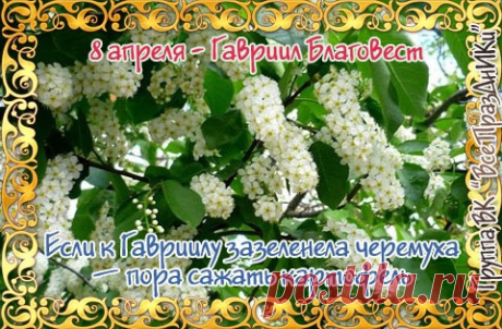 Пришел Гавриил Благовест,
Он принес благую весть!
Ты молись и исцеляйся,
А коль болен - поправляйся!