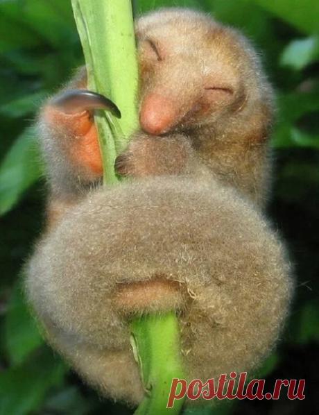 Самым маленьким муравьедом считается карликовый, весит около 400 грамм, а длина его тела равняется 16-20 см.