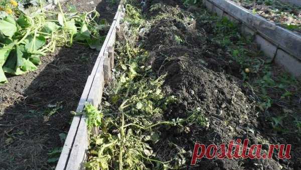 #теплицыпарники 
ЧТО НУЖНО СДЕЛАТЬ... ПОСЛЕ УБОРКИ ТОМАТОВ
Обработка почвы
Если грибок в этом году буйствовал в теплице, используйте более сильные препараты: 3%-ные медный купорос или бордосскую смесь, Оксихом (10 гр на 10 л воды). Для профилактики или в случае низкой степени поражения подойдут щадящие биофунгициды:
Триходермин – 20 гр на 10 л воды;
Фитоспорин – 5 гр на 10 л воды (предварительно растворить в теплой воде и дать постоять пару часов);
Фитолавин – 20 мл на 10 ...