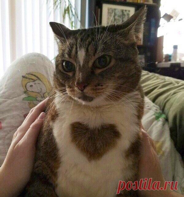 Котик с большим сердцем