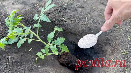 Кладу это в лунку при помадке Томатов и они сразу идут в рост и не болеют. Как посадить томаты, что положить в лунку для крупного урожая | ГЕНЕРАЛЬСКИЙ САД | Дзен