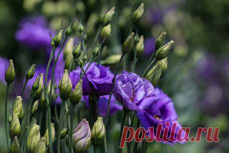 ФОТО--- Rich Rogero
Lisianthus | Flickr - Photo Sharing!