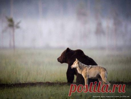 Лесные истории в фотографиях: природа, птицы, тигр, медведь и волк - 3. Снимки дикой природы: сова, ожидание бури в Крыму, глухарь, беловежские зубры, таинственная лань, амурский тигр, длиннохвостый снегирь, медведь и волк, история старого дерева в Карпатах.