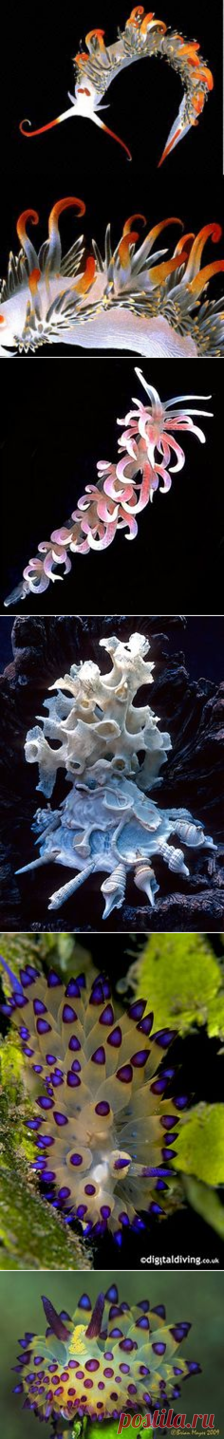 Ракушки, Морской слизняк and iPad on Pinterest