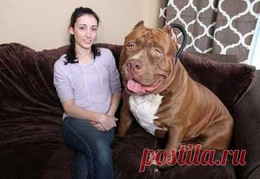 Халк - самый большой питбуль в мире, весящий 76 кг