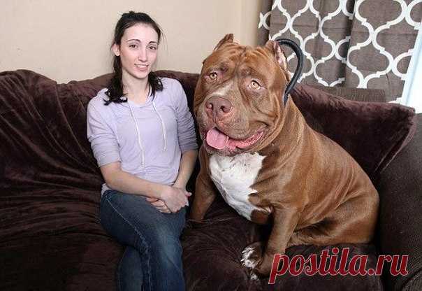 Халк - самый большой питбуль в мире, весящий 76 кг