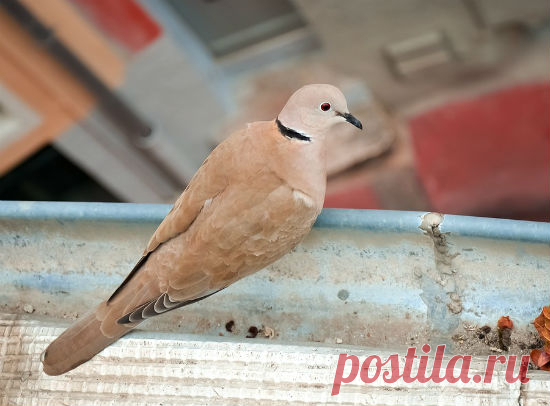 Как избавиться от голубей на балконе? | Краше Всех | Всё самое ...