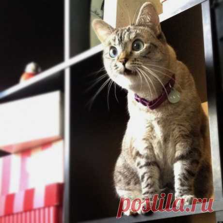 17 животных, которые вообще не понимают, что происходит