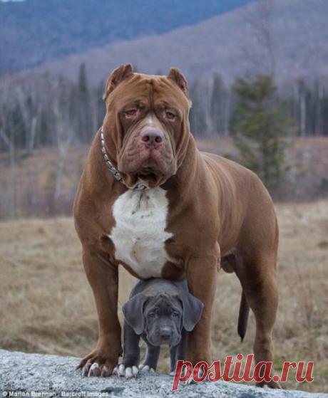 Щенки Халка проходят подготовку, чтобы стать лучшими сторожевыми псами