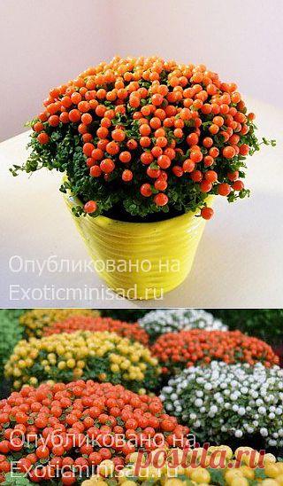 Нертера гранадензис или гренадская, коралловый мох — Nertera granadensis | Экзотические комнатные растения