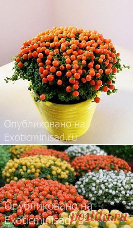 Нертера гранадензис или гренадская, коралловый мох — Nertera granadensis | Экзотические комнатные растения