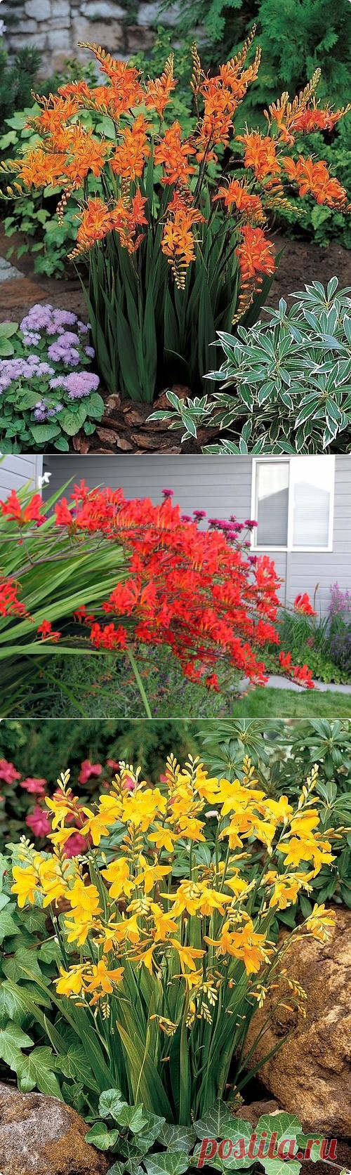 (51) Одноклассники