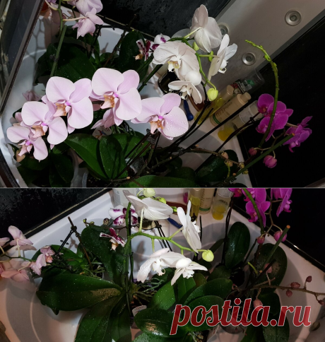 Для начала всех в душ! Как я поливаю свои орхидеи | MyFlowersDream | Яндекс Дзен