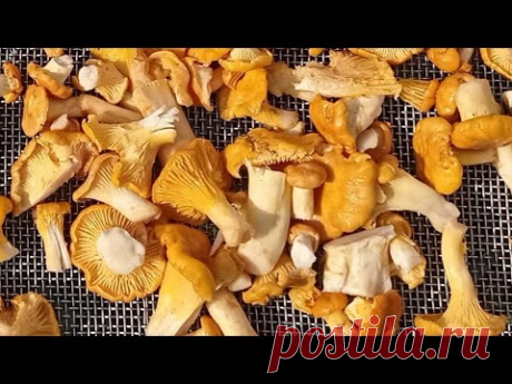 Проверенный годами рецепт МАРИНОВАННЫХ ЛИСИЧЕК