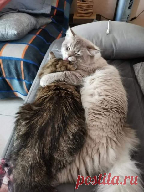 amour romantique et amitié éternelle | Facebook
