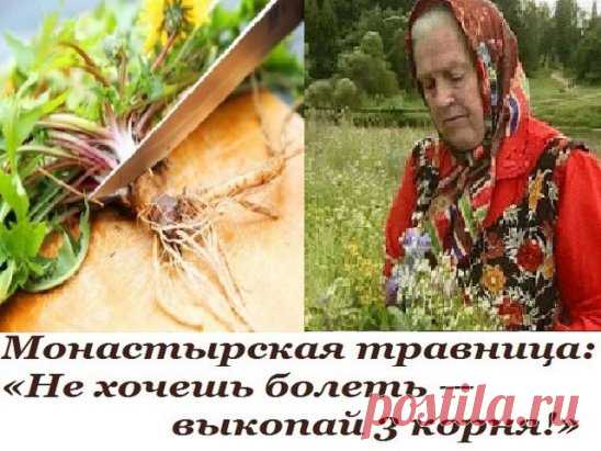 Монастырская травница: «Не хочешь болеть — выкопай 3 корня!»
Елена Федоровна Зайцева — известная травница, занимающаяся фитотерапией еще с 8 лет. Не найдется такого лекарственного растения в наших широтах, о свойствах которого она бы не знала: всего более 1100 видов! 
Ее приглашают настоятели монастырей и храмов для проведения бесед и обучения лечению травами. Елена Федоровна также выступает с лекциями по траволечению перед дипломированными работниками медицинских учреждений. 
Елена Зайцева г