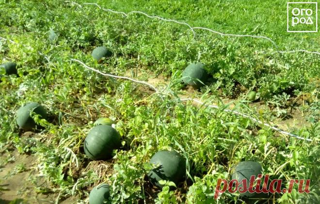 Как вырастить арбуз на даче в средней полосе: личный опыт
