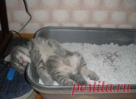 Приучили к лотку, но не объяснили - зачем...