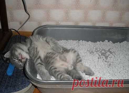 Приучили к лотку, но не объяснили - зачем...