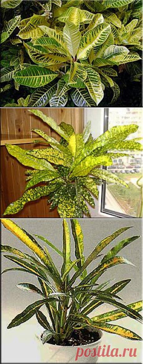 Кодиеум (Codiaeum). Описание, виды и уход за кодиеумом | Флористика на &quot;Добро ЕСТЬ!&quot;