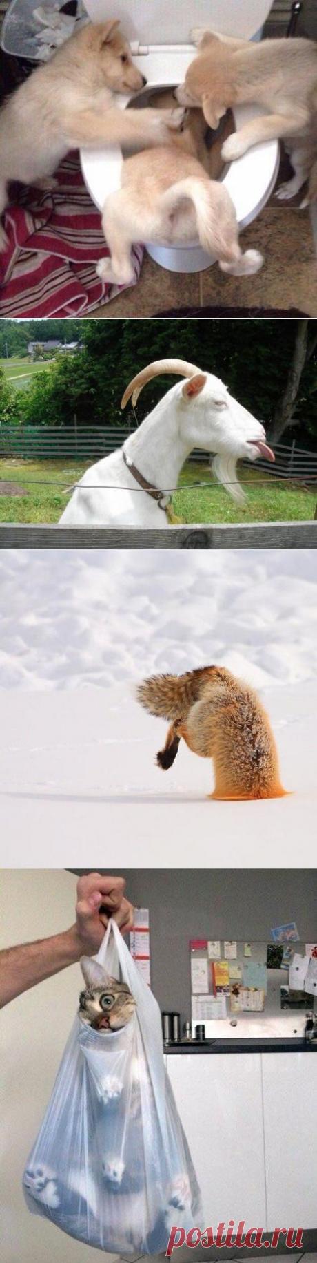 20 животных, в которых каждый узнает себя | Уши, лапы, хвост