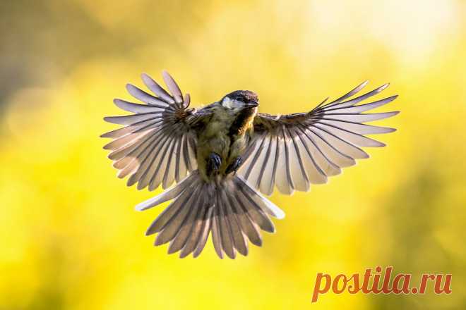 10 интересных фактов из жизни синицы, которые могут удивить начинающих орнитологов | Приключения натуралиста | Яндекс Дзен